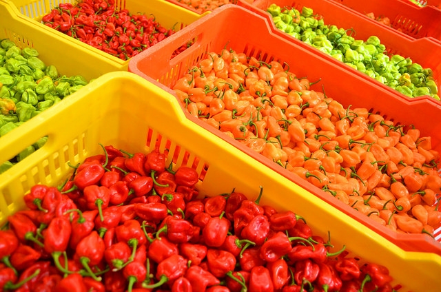 Producción de habanero tendrá mayor impulso en Yucatán